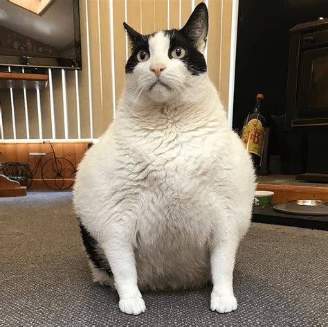 Does This Qualify As A Absolute Chonker Chonkers