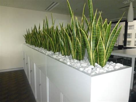 32 Office Plants Youll Want To Adopt Room With Plants Office Plants