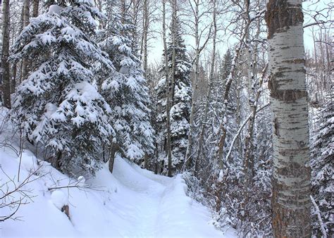 Snowy Hiking Trail Photograph By Jim Sauchyn Fine Art America
