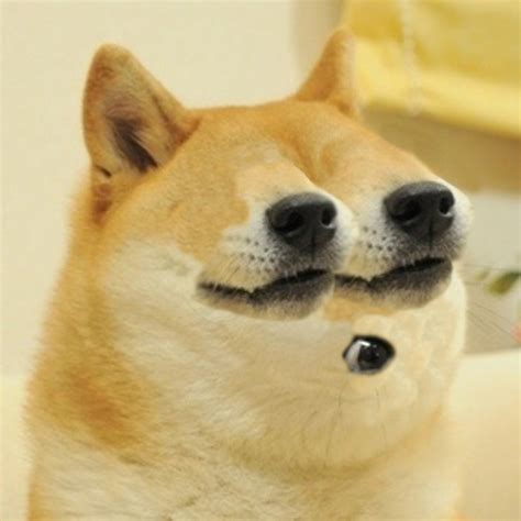 Mutated Doge Doge Know Your Meme