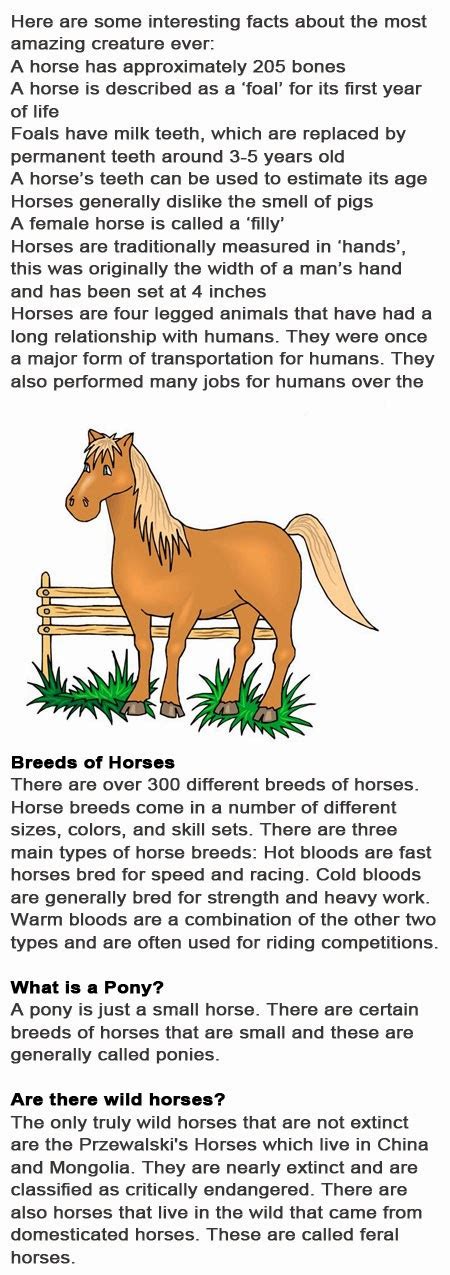 Horse Fun Facts For Kids Childhood Education