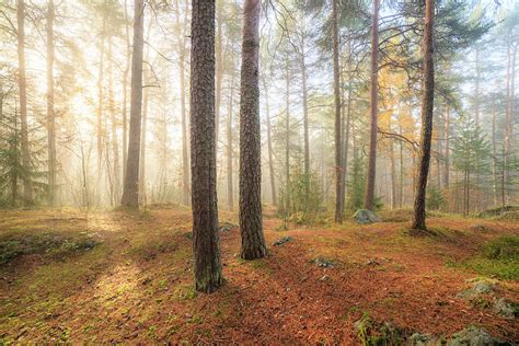 Foggy Morning Sun Light Forest Photograph By Juhani Viitanen Pixels