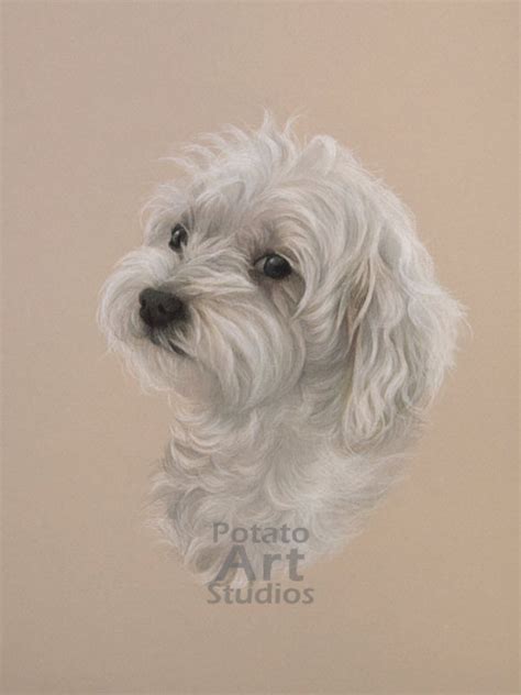 Dog Drawing Colored Pencil Animals Pencil Drawing