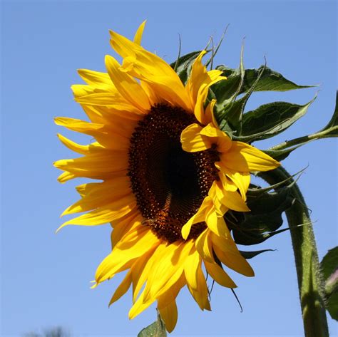 sunflower close up 해바라기 해바라기 그림 꽃