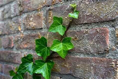 Hd Wallpaper Green Leaves On Wall Ivy Plant Creeper Vine Climber