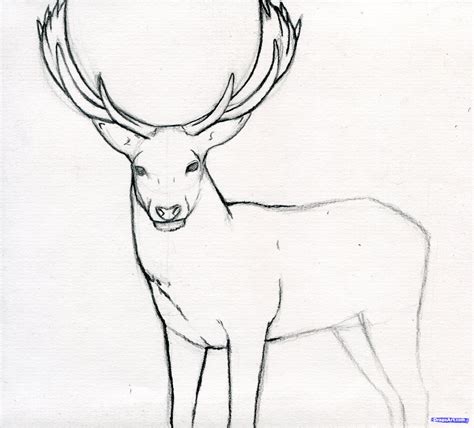 Buck Deer Drawing At Getdrawings Free Download
