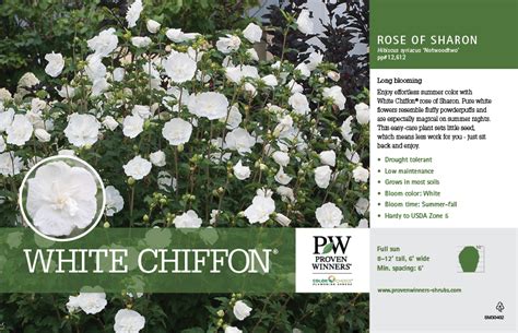 Hibiscus White Chiffon® Rose Of Sharon 11x7 Variety Benchcard