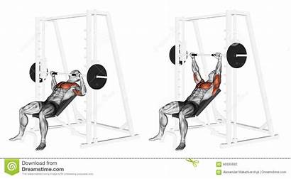 Incline Bench Press Smith Machine Muscles Exercising