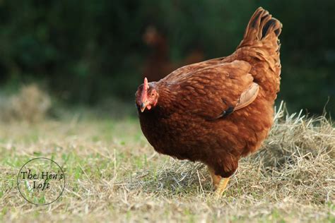 Also consider the opinion of your family members. 6 Best Egg Laying Chicken Breeds (For Beginners) - The Hen ...