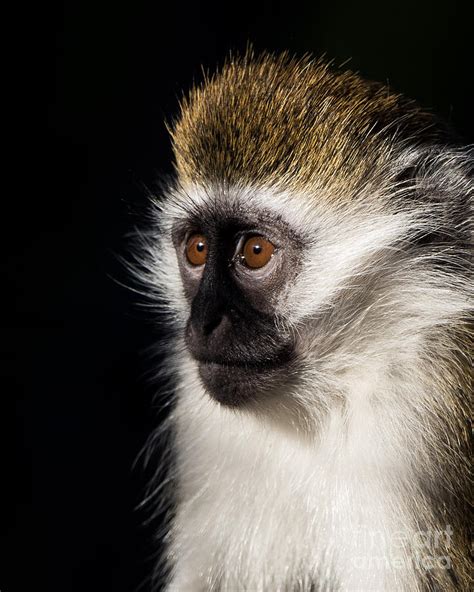 Baby Grivet Monkey Photograph By Abeselom Zerit Fine Art America