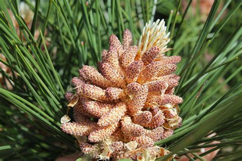 How To Forage Pine Pollen A Wild Superfood Foraging Pollen Herbalism