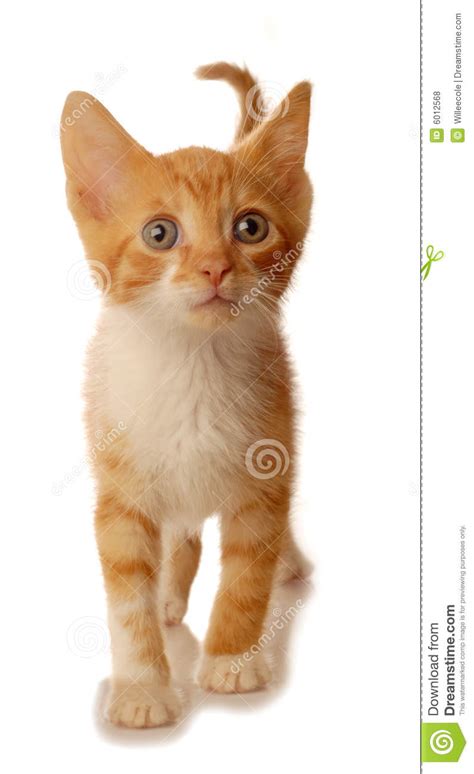 Adopt a kitten, save a life! White And Orange Kitten Walking Royalty Free Stock Photos ...