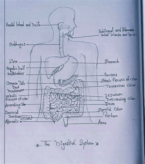 Describe Digestive System With Diagram EduRev Class 10 Question