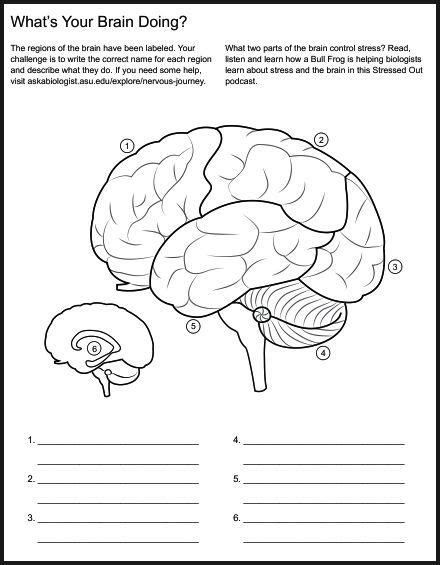 Children can color, label and store key. 12 Best Images of Neuron Worksheet S - Label Neuron Blank ...
