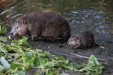 North American Beaver Castor Canadensis Mother And Eight Week Old Kit