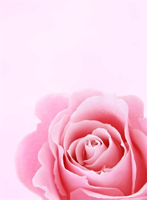 Share More Than 82 Iphone Pink Flower Wallpaper Vn