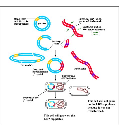 3 Cdna Insertion Into The Plasmid And The Transformation Of The E Coli