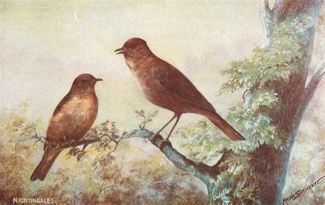 Nightingales Nightingale Forest And Wildlife Bird Art