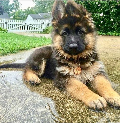 First Born 1 Month German Shepherd Puppies Pets Lovers