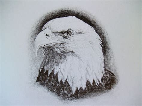 Bald Eagle Head Study Drawing By Patrick Entenmann