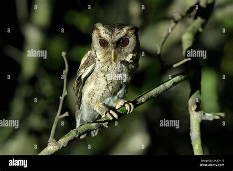 Collared Scops Owl Otus Lettia Maguri Beel Assam India Stock Photo