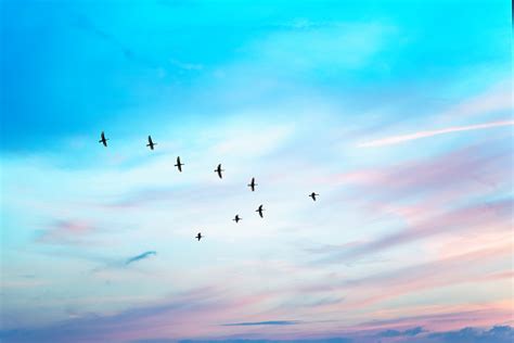 Birds In Blue Sky With Clouds Free Photo On Barnimages