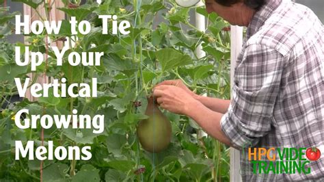 How To Sling Vertical Growing Melons Youtube