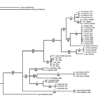 Maximum Likelihood Phylogenetic Tree Of COI Gene Sequences Of Lepidurus Download Scientific