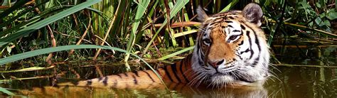 Volunteer Work With Tigers Conservation Projects 2019 Volunteer World