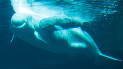 beluga whale at georgia aquarium gives birth to rare calf