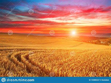Impressive Dramatic Sunset Over Field Of Ripe Wheat Colorful Clouds In