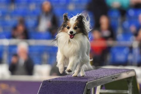 Judging Heats Up On Second Day Of New Yorks Westminster Dog Show