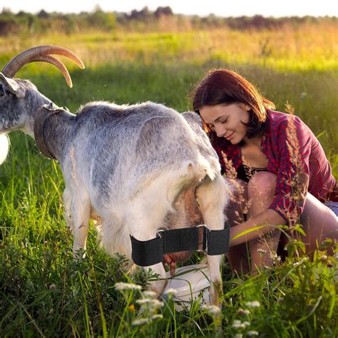 4 Pcs Goat Hobbles Binding Tool For Milking Goat Milking Stand Nylon