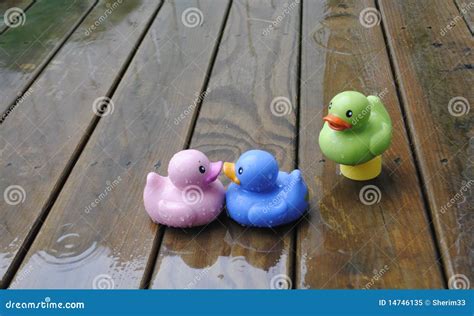 Kissing Ducks Stock Image Image Of Green Rain Purple 14746135