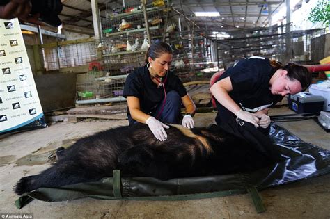 Moon Bears Freed After Years Trapped In Cages At Bile Farm In Vietnam