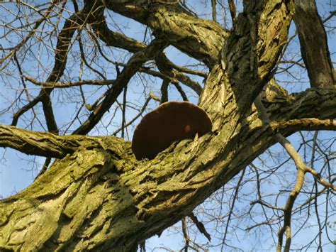 Download this free picture about orange berries tree fruit from pixabay's vast library of public domain images and videos. Lafayette Reporter: Orange lichen and cracked-cap polypore ...