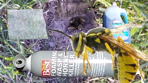 2 Ways To Kill A In Ground Bees Nest How To Kill Ground Wasp And