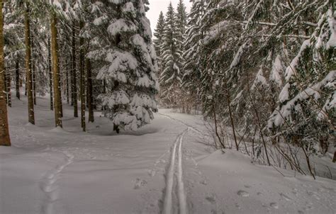 Wallpaper Winter Forest Snow Trees Traces Nature Trail Frost