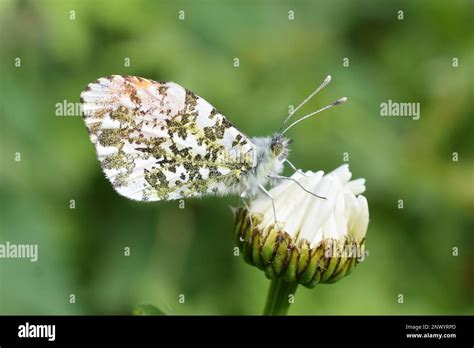 The Orange Tip Butterfly Anthocaris Cardamines Male On Flower Stock