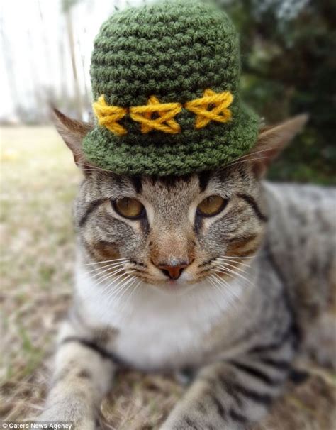Artist Creates Colourful Collection Of Hats For Cats That You Just Can