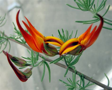 While the tooltip says 1st, 2nd strike and 3rd strike for its damage dealt on the initial spear attack, there's actually 3 initial hits, making the 3rd strike the fourth hit. Lotus Fire Vine | Land of Nod | Flickr