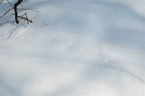 Mouse Tracks In Snow Stock Photos Pictures And Royalty Free Images Istock