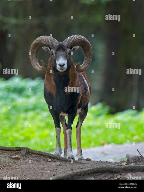 European Mouflon Ovis Gmelini Musimon European Mouflon Ram With