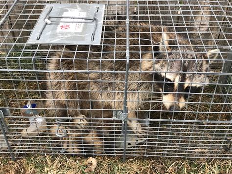 Window replacement & installation company. Raccoon Control | Side By Side Pest Control, LLC.