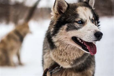Породы собак способные откликаться на волчий вой