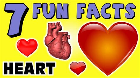 7 Fun Facts About Hearts Heart Facts For Kids Love
