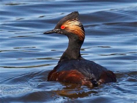 If yes then this bird is the 'common myna'. Eared Grebe, Identification, All About Birds - Cornell Lab ...