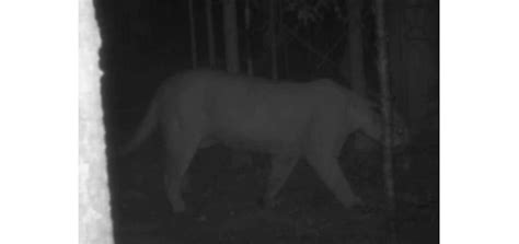 Dnr Confirms 6 Cougar Sightings In Michigan So Far In 2020 Outdoorhub