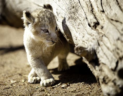 10 Most Amazing Pictures Of Cute Lion Cubs