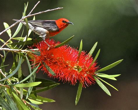 Scarlet Honeyeater Birdphotosneill Flickr